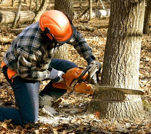Tree Removal in Ardmore, OK